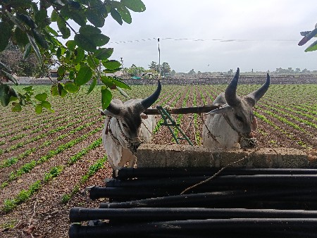 ગોઢલા - બળદ વેચવાના છે