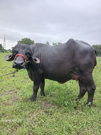 જાફરાબાદી ખડેલી વેચવાની