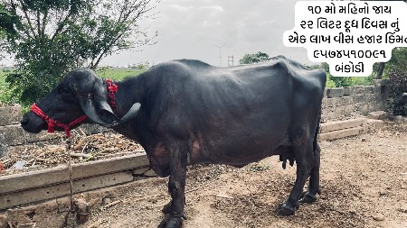 ફુલ ગેરેનટી સાથે વહેંચવાની