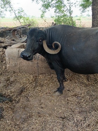 ભેંસ વેચવાની