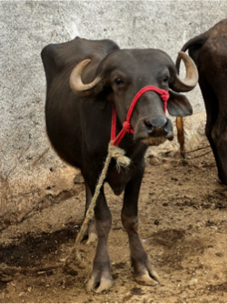 2 પડીઓ વેચવાની છે