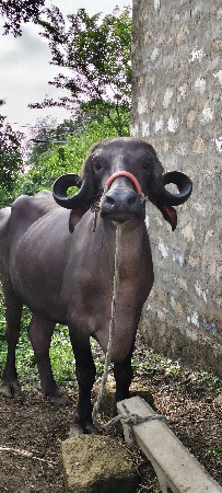 બીજું વેતર વ્યાસે