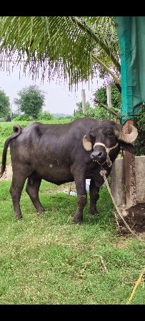 પહેલા વેતરની ખડેલી વેચવાની છે.