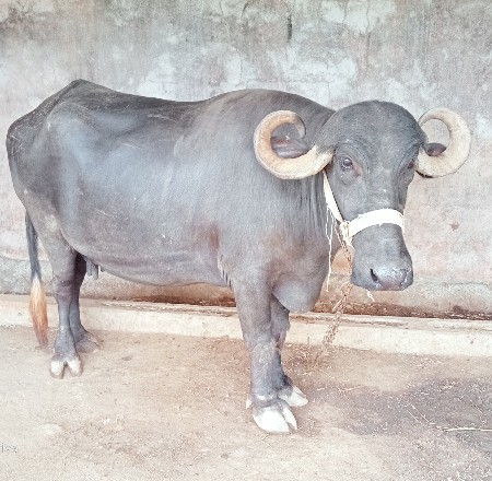વેચવા ની છે