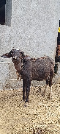 1.5 વર્ષ નો પાડો