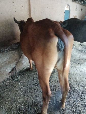 ગાય વેચવાની છે