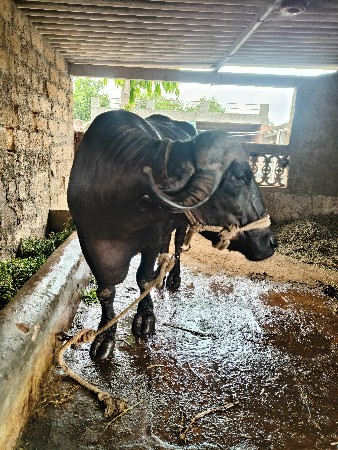 ભેંસ વેચવાની છે 2જુ વેતર