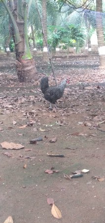 દેસી મુર્ગી વેચવાની છે