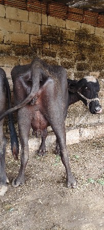 ભેંસ વેચવાની છે
