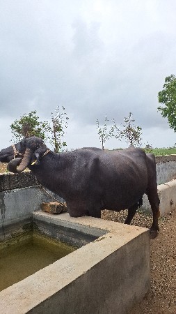 ભેશ વેચવા ની છે
