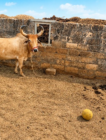 બળદ વેચવાના છે