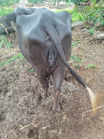 વેચવાની છે