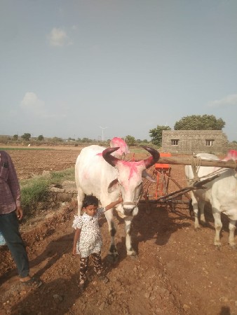 બડધ  વેસવાનોછે