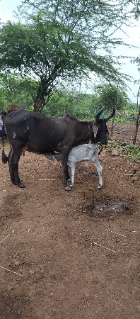 આ બેય ગાયું નાસાટા કરવાના  છે