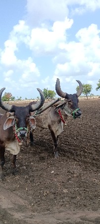 બે વાવણી કરેલા