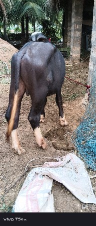 ચાંદરો પાડો વેચવાનો છે