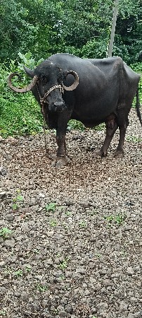 ભેંસ વેચવાની છે