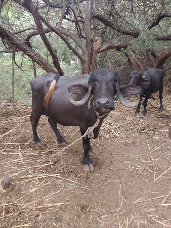 જામખંભાળિયા