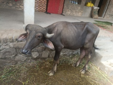 pado