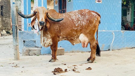 પ્યૉર ગીર ભાવનગર લાઈન ની ગાય