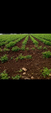 77 વીઘા જમીન વેચવાની છે