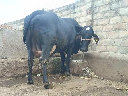 ગીર લીંડો વે 2
