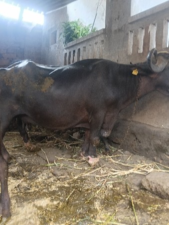 ભેંશ વેચવાનીછે