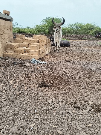 ઘોઘલો વેચવા નો છે 8 દાંતે
