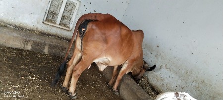 ગાય વેચવાની છે