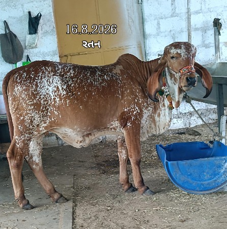 પૃથ્વી ગીર બુલ ના ડોઝ મળી જશે