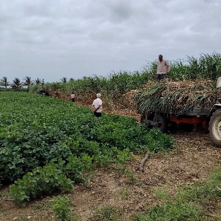 શેરડી દેવાની સે, સારા મા