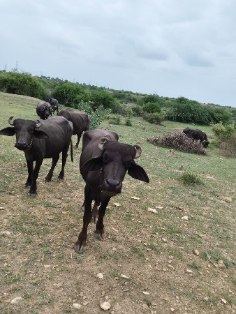 વેચવાની