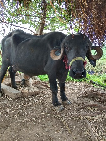 ખદેડી વેચવાની છે
