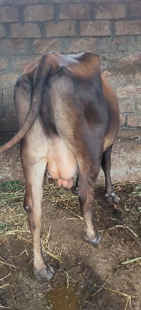 જર્સી ગાય