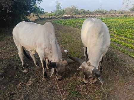 વેચવાના છે સાવ સોજા છે