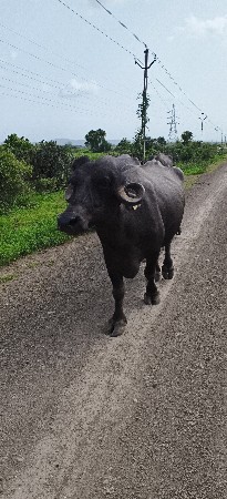 આ ભેંસ વેચવાની સે