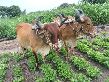 બળદ છે બે વાવણીના તમામ જવાબદાર