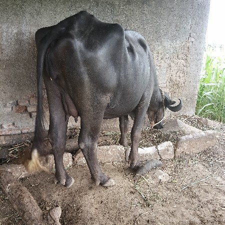 ભેંશ