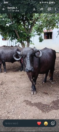 151000મો. 9106845329