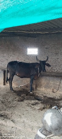 6 મહિનાની ગભાણ