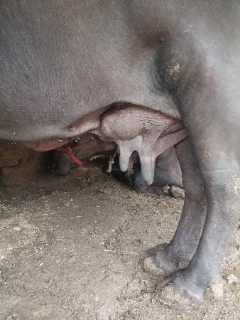 ભેંસ વેચવાની છે