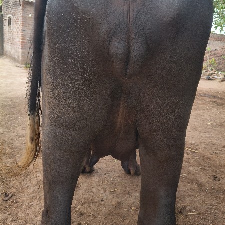 ભેસ વેચવાની છે