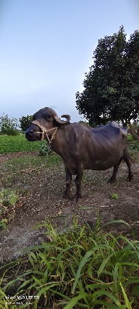 khadeli vechvani chhe