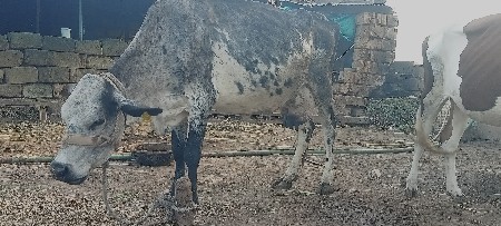 વેચવાની છે