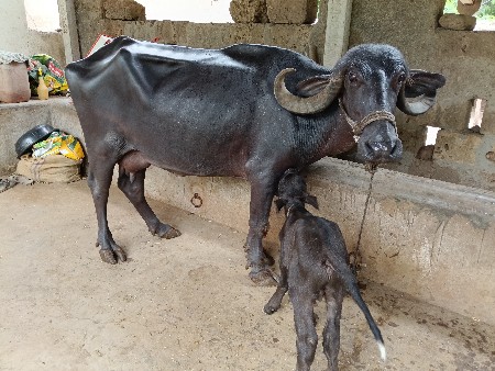 ખડેલી વેસવાની છે