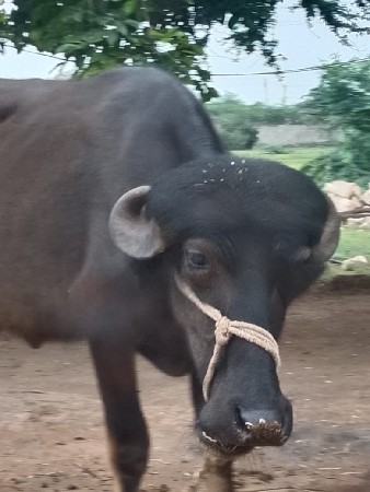 જામનગર જિલ્લો ભાણવડ તાલુકો
