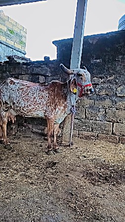 ગાય