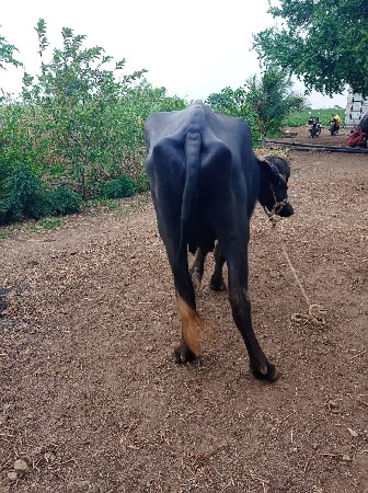 ભેંસ વેચવાની છે