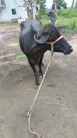 ભેંસ વેચવાની છે