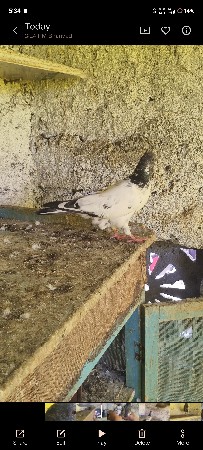 નવું કબુતર છે એક સાથે દેવાના છે